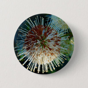 Button Bush Knapp
