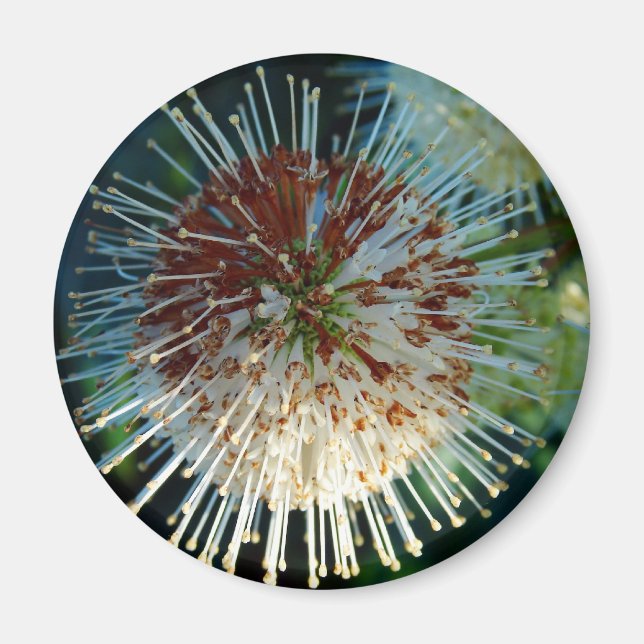 Button Bush Magnet (Framsidan)