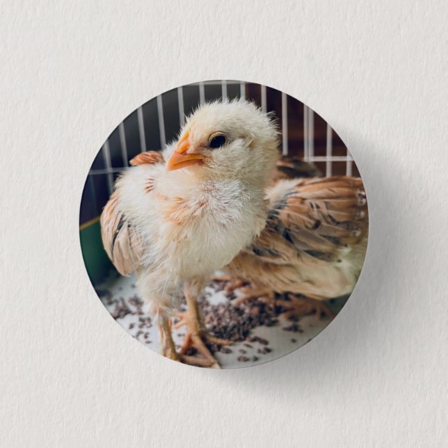 Button Cute Baby Chick  Knapp (Framsida)