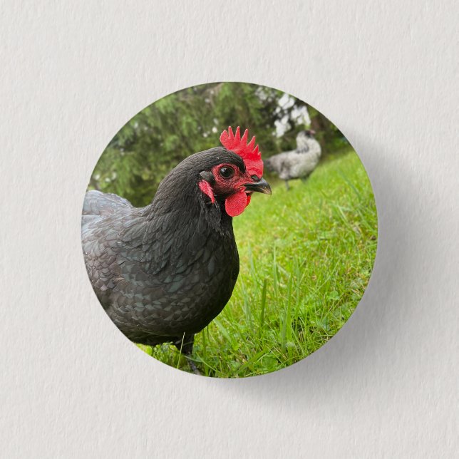 Button Cute Rooster  Knapp (Framsida)