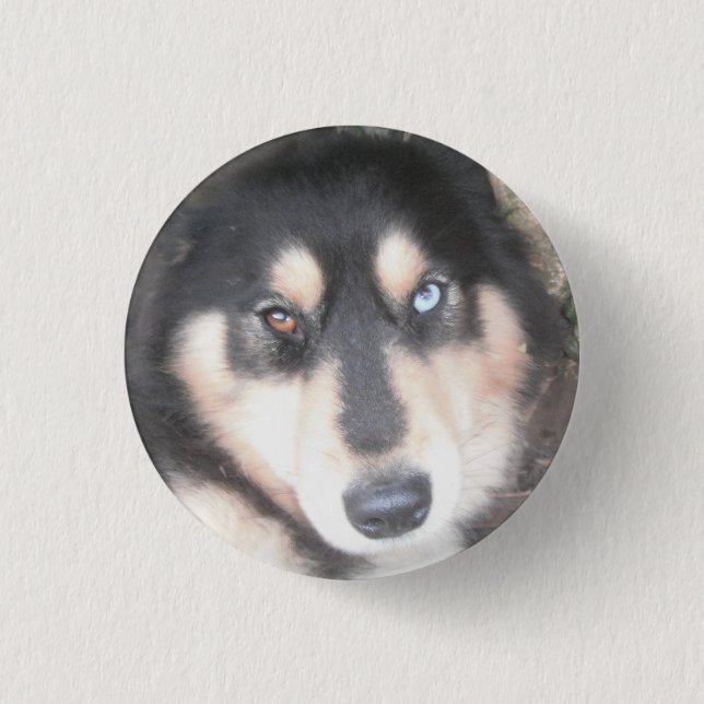 Button Husky One Blue Öga One Brown Öga Knapp (Framsida)