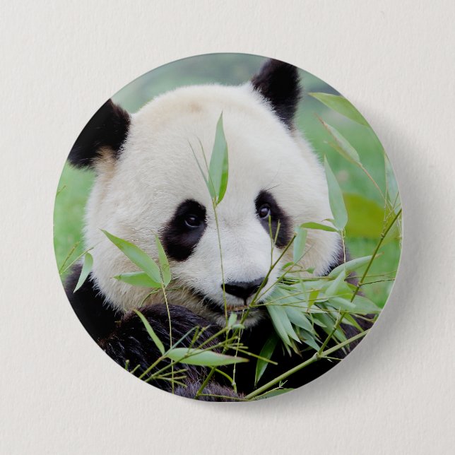 Button Photo jätte panda , djur 0026. Knapp (Framsida)