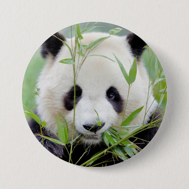 Button Photo jätte panda , djur 0027. Knapp (Framsida)