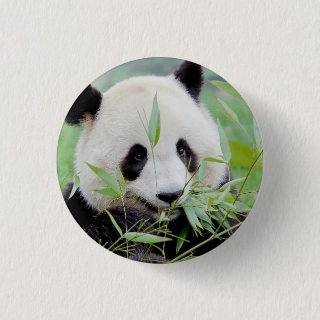 Button Photo jätte panda , djur 0036. Knapp (Framsida)