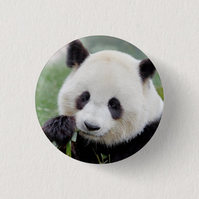 Button Photo jätte panda , djur 0039. Knapp (Framsida)