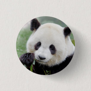 Button Photo jätte panda , djur 0039. Knapp