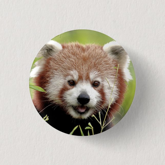 Button Photo red panda, animals 0049. Knapp (Framsida)