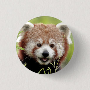 Button Photo red panda, animals 0049. Knapp