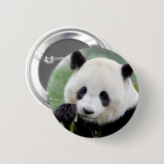 Buttons jättepanda. Pandainspektör. Knapp
