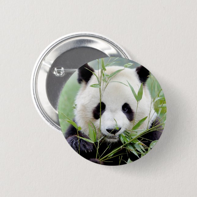 Buttons jättepanda. Pandasamfunn. Knapp (Framsida & baksida)