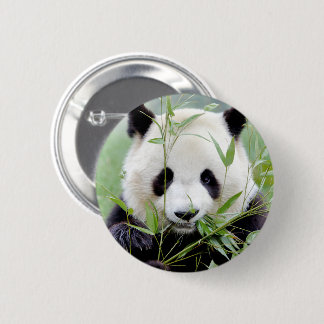 Buttons jättepanda. Pandasamfunn. Knapp