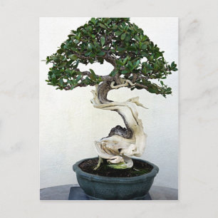 Buttonwood Bonsai Träd Vykort