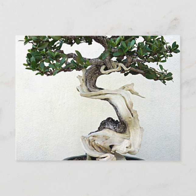 Buttonwood Bonsai Träd Vykort (Framsida)