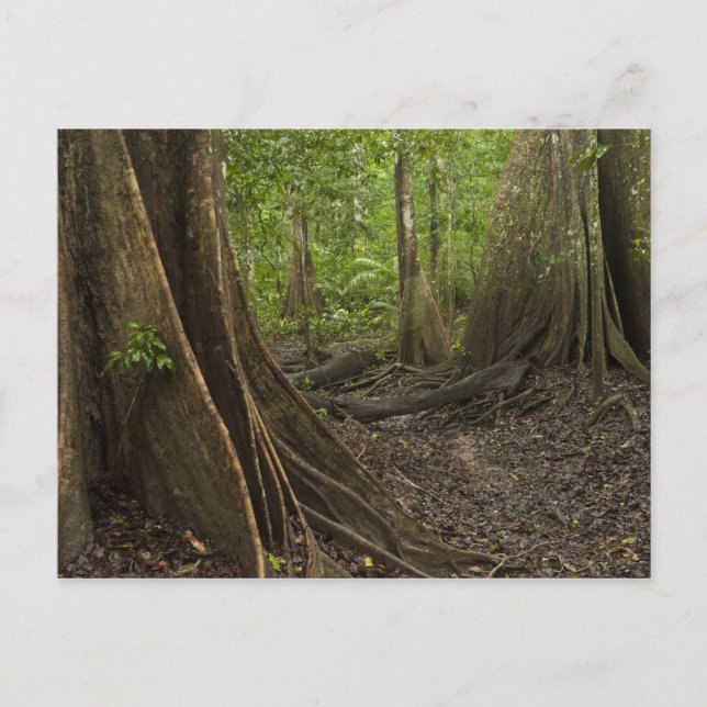 Buttress Roots. Rainforest, Mapari Rupununi, 2 Vykort (Framsida)