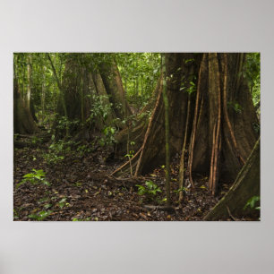 Buttress Roots. Rainforest, Mapari Rupununi Poster