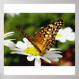 BUTTRYCKLIGEN PÅ EN DAISY Poster