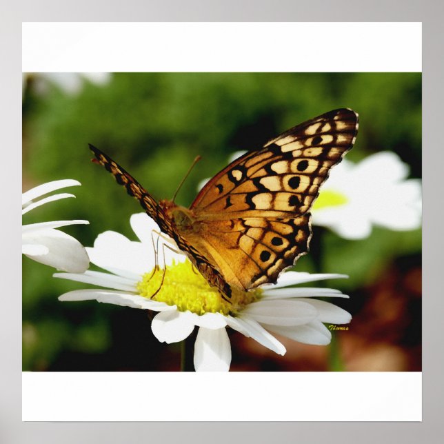 BUTTRYCKLIGEN PÅ EN DAISY Poster (Framsidan)