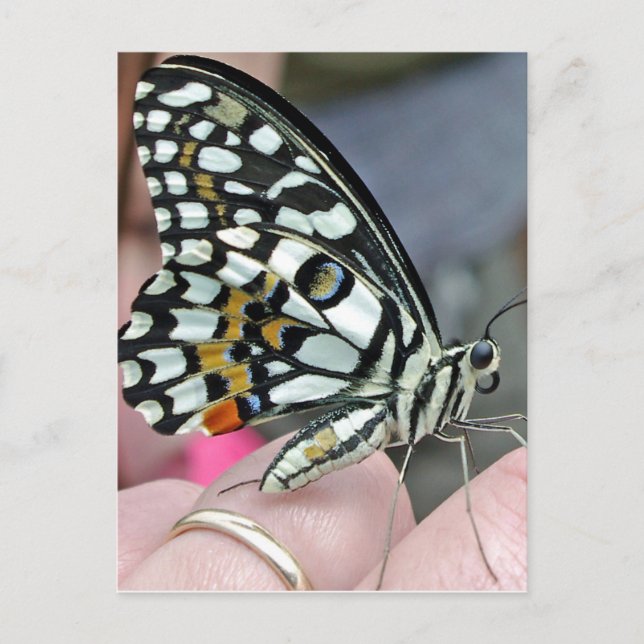 buuterfly vykort (Framsida)