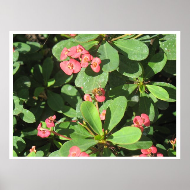 Buzz Av! Poster (Framsidan)