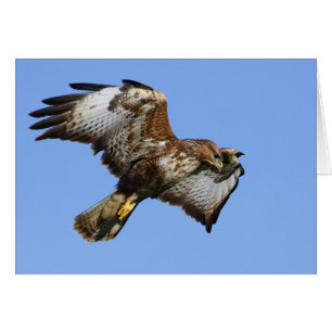 Buzzard 1 hälsningskort