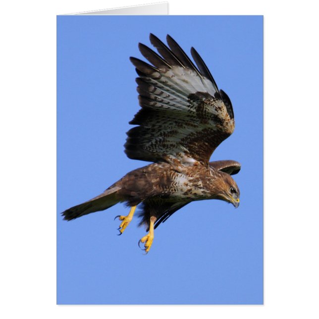 Buzzard 3 hälsningskort (Framsidan)