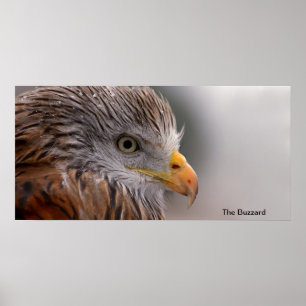 Buzzard-bild för Poster