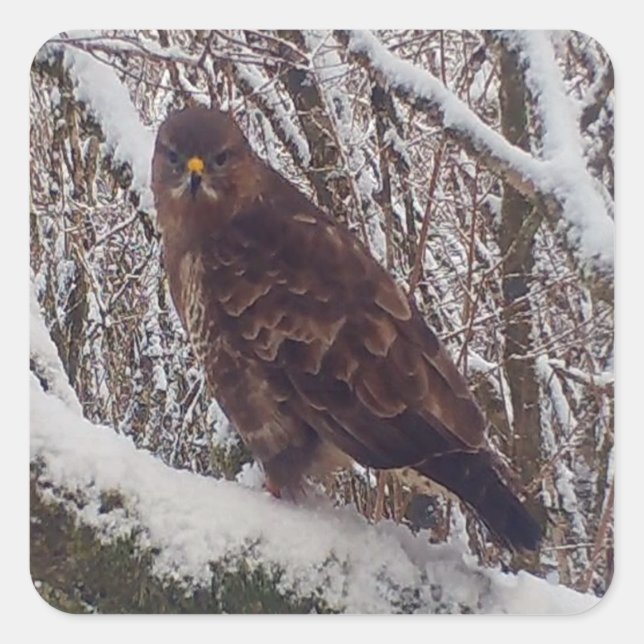 Buzzard på Snowy Gren Fyrkantigt Klistermärke (Framsida)
