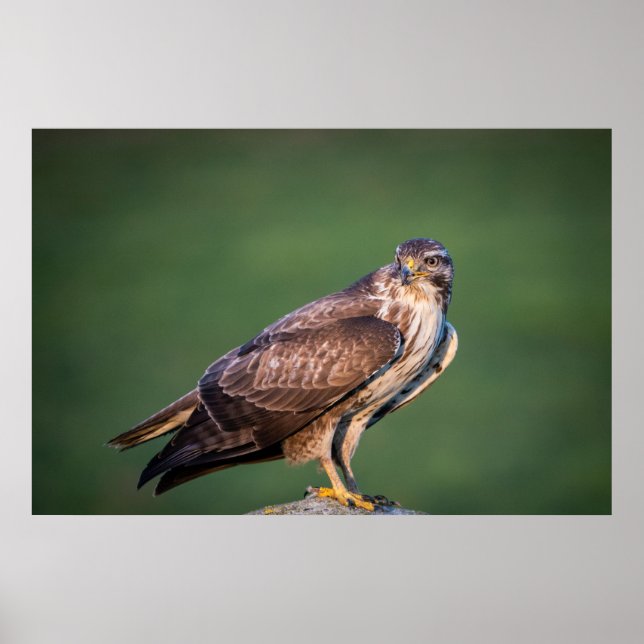 Buzzard Poster (Framsidan)