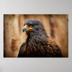 Buzzard Poster