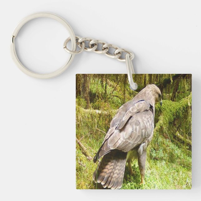 Buzzard tittar för grubbar (Framsidan)