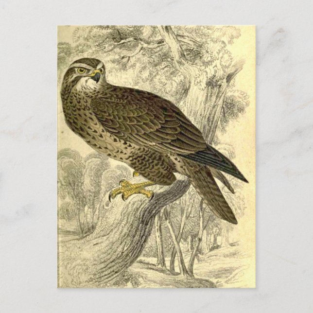 Buzzard:  Vintage-jardins vykort (Framsida)