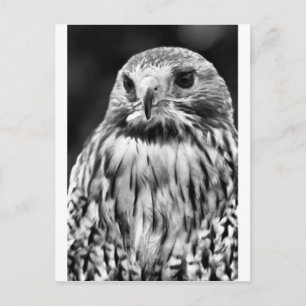 Buzzard Vykort