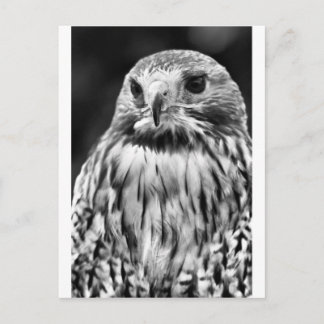 Buzzard Vykort