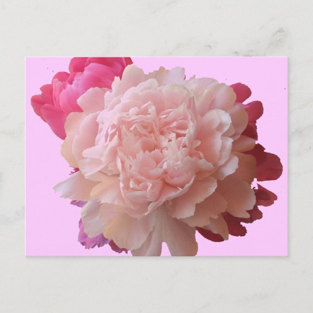 BV- Rosa Peony Postcard Vykort (Framsida)