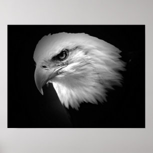BW Amerikanska Örn Poster Poster utskriftsålder