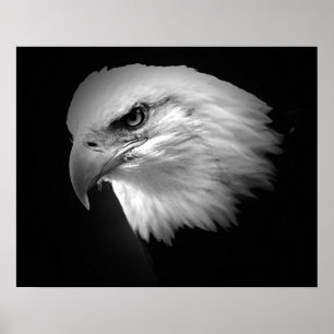 BW Amerikanska Örn Poster Poster utskriftsålder