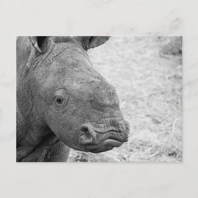 BW Baby Rhino-vykort Vykort (Framsida)