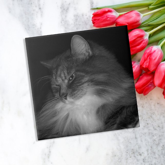 BW Cat Photo of Simba Kakelplatta (Skapare uppladdad)