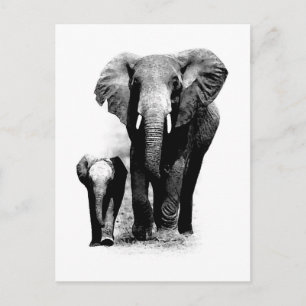 BW Elephant & Baby Elephant Vykort