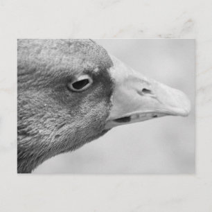 BW Goose Vykort