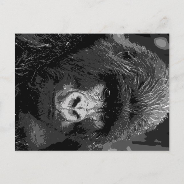 BW Gorilla Ansikte Vykort (Framsida)