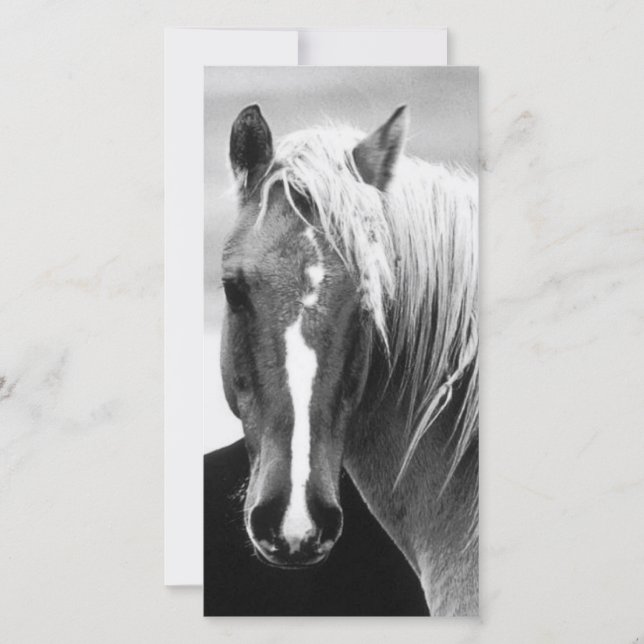 BW Horse Porträtt (Framsida)