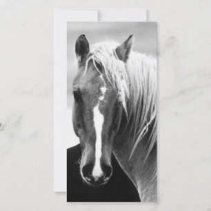 BW Horse Porträtt