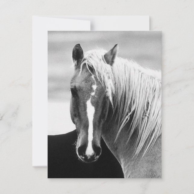 BW Horse Porträtt (Framsida)