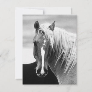 BW Horse Porträtt
