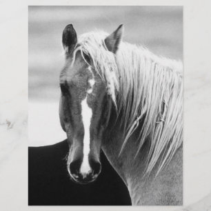 BW Horse Porträtt Reklamblad