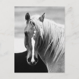 BW Horse Porträtt Vykort
