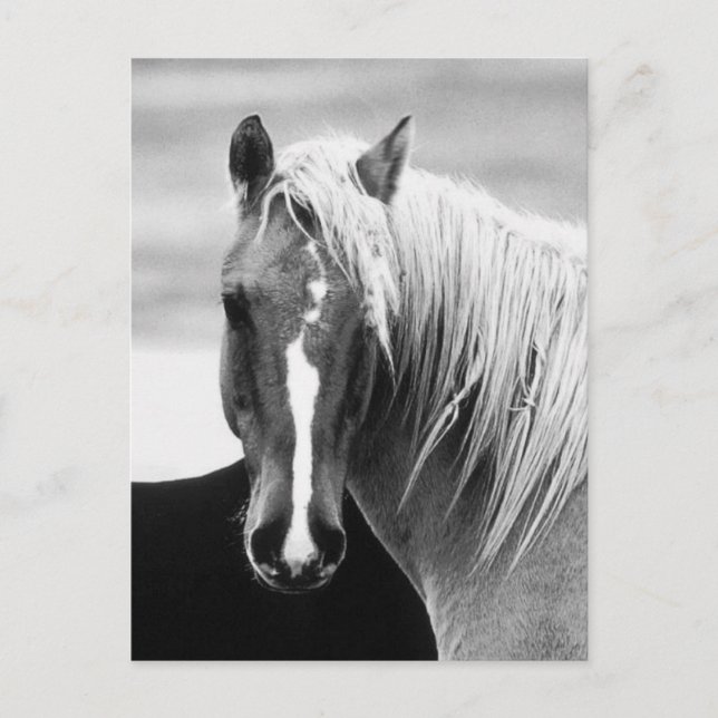 BW Horse Porträtt Vykort (Framsida)