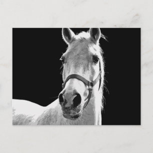 BW Horse Vykort
