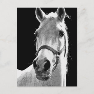 BW Horse Vykort
